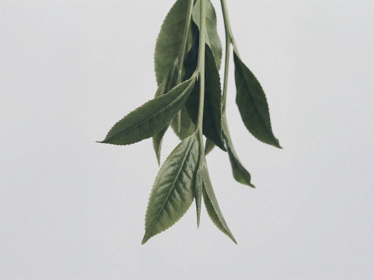 Hojicha : le thé vert torréfié qui se boit le soir
