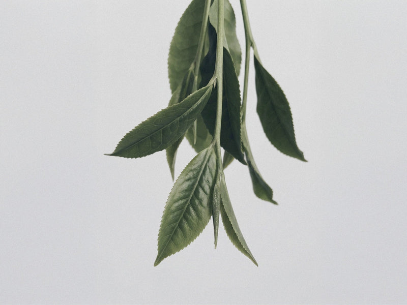Hojicha : le thé vert torréfié qui se boit le soir
