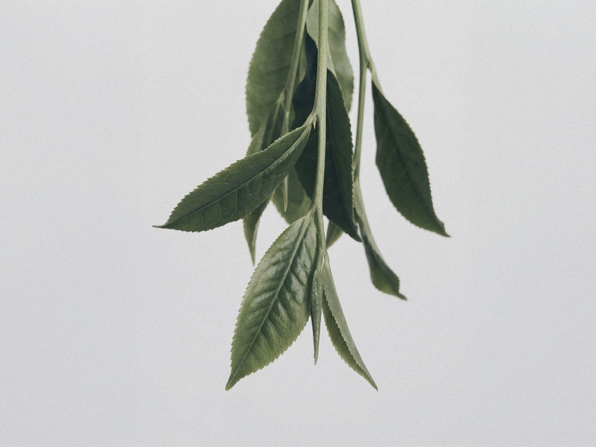 Hojicha : le thé vert torréfié qui se boit le soir