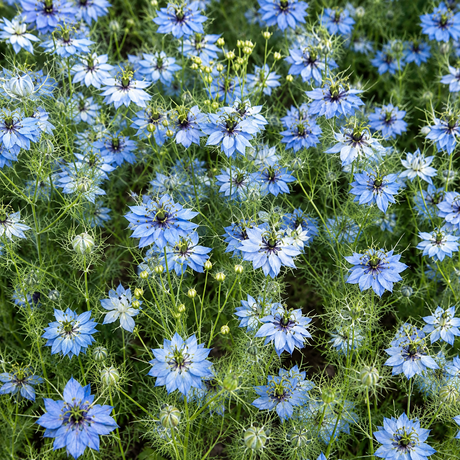 Huile de nigelle — Aromavie