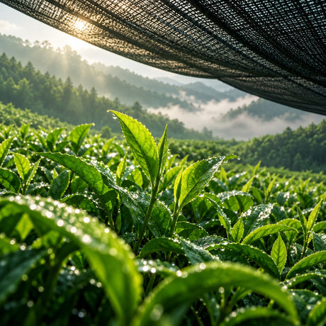 Matcha cérémonial — Aromavie